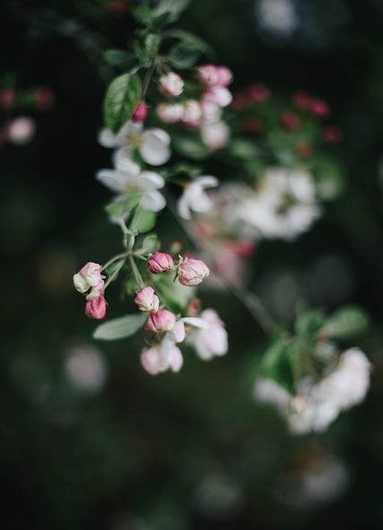 Красота Весны!