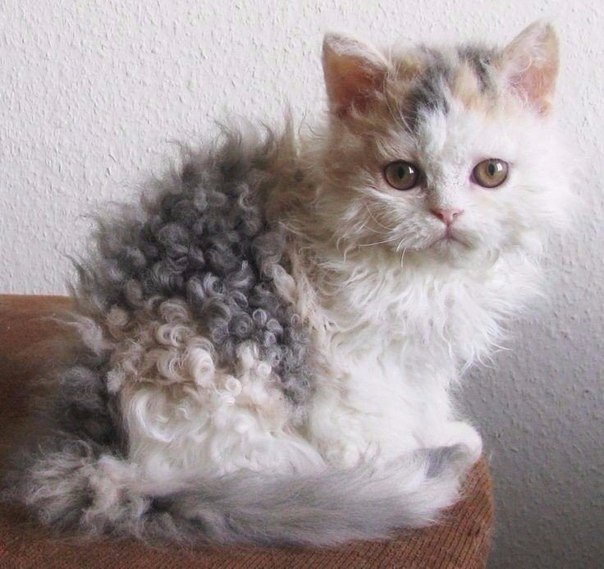 Какая прелесть!  Кудрявый котенок