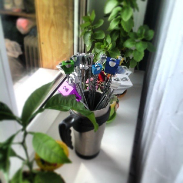 Весенние первоцветы.