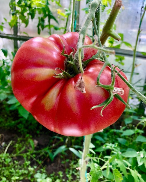 Ирина Агибалова: