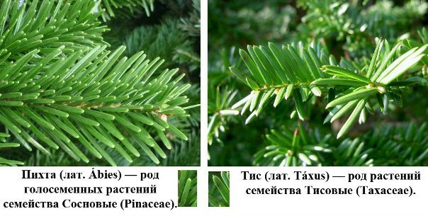 КАК ОТЛИЧИТЬ ПИХТУ ОТ ТИСА  