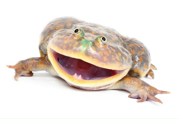 Приложение для Android с веселыми, интересными, увлекательными и трогательными историями о животных и растениях! Присоединяйся, если готов изучать биологию в неформальном и веселом стиле!