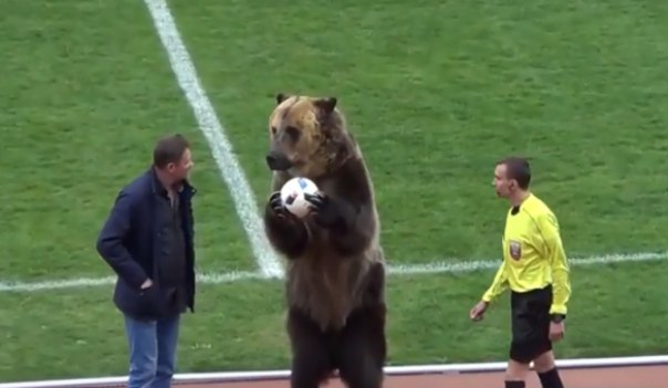 В Испании переживают за медведя Тиму