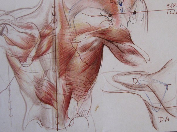 Анатомия для художника. 