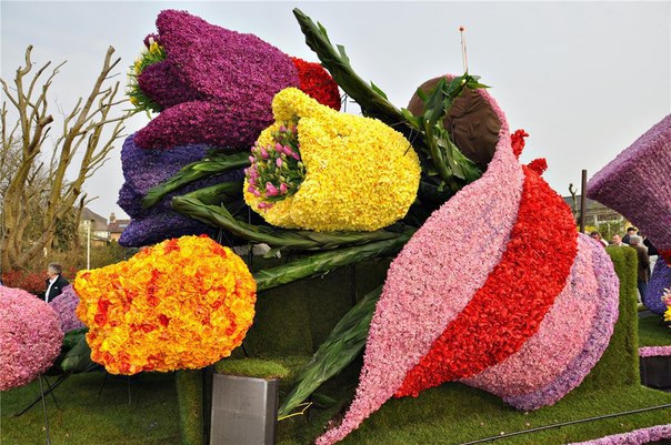 Парад цветoв в Нидерландах