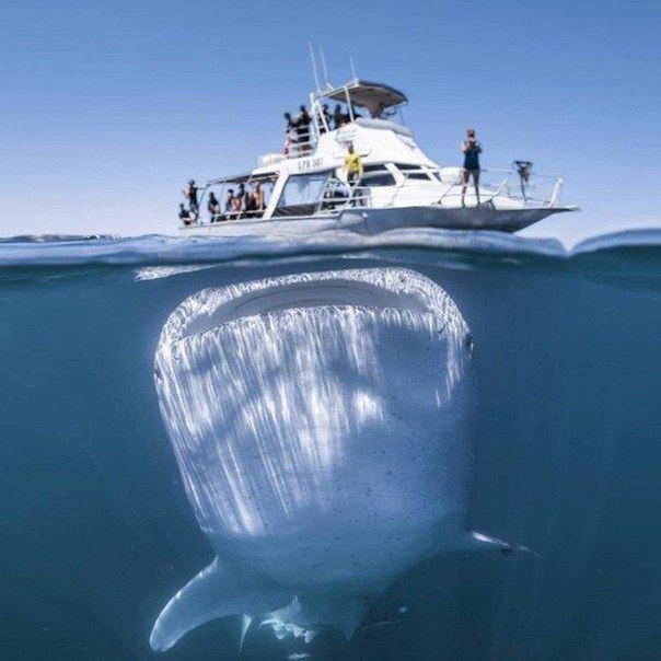 Запечатлен очень интересный кадр, китовая акула под лодкой.